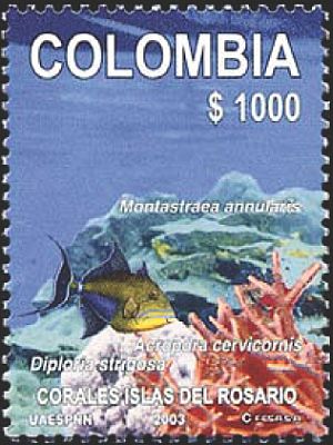 2003 -  Кораллы
