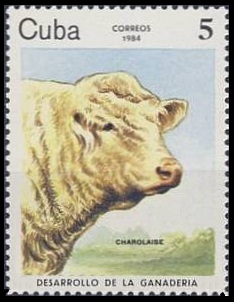 1984 - Коровы  