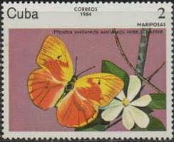 1984 - Бабочки 