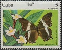 1984 - Бабочки 