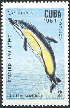 1984 - Дельфины и Ктиы 