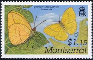 2001 -  Бабочки Карибских островов . 