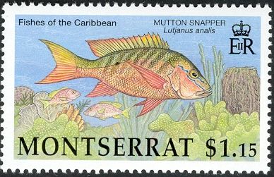 2002 - Рыбы Карибских островов . 