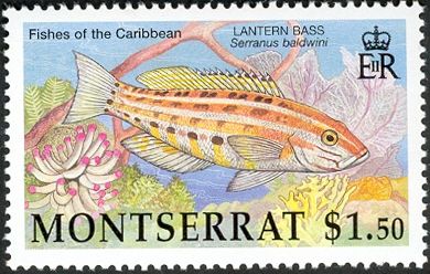 2002 - Рыбы Карибских островов . 