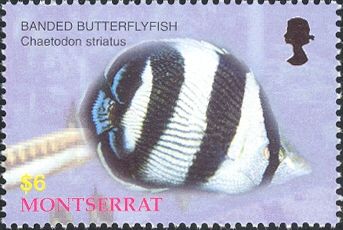 2004 - Рыбы коралловых рифов. 
